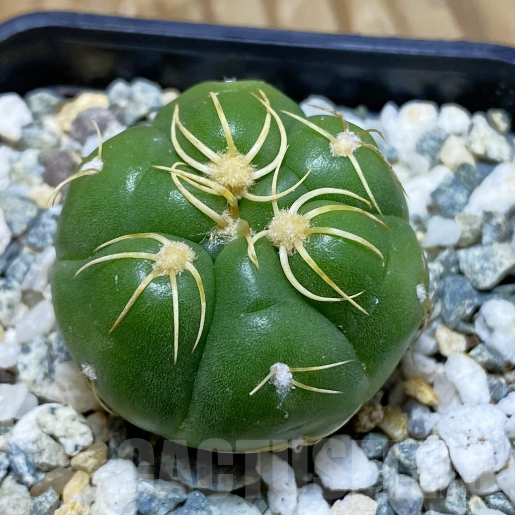 SH12272 Gymnocalycium denudatum ‘Kaiomaru’, seedling -Japan-