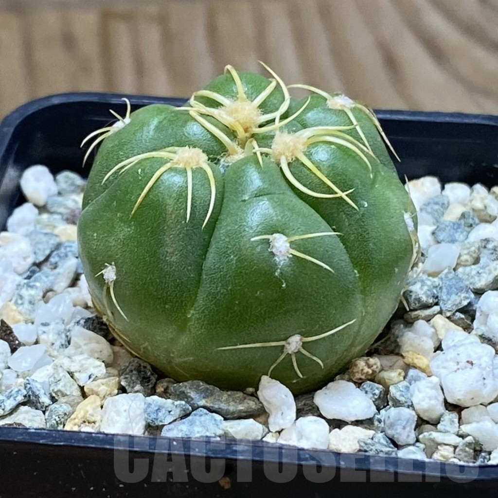 SH12272 Gymnocalycium denudatum ‘Kaiomaru’, seedling -Japan- - Imagen 2
