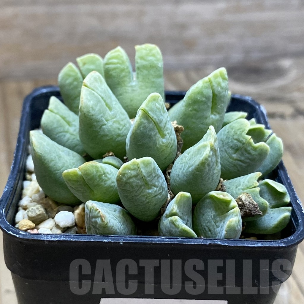 SH12213 Conophytum quaesitum v. rostratum SB 100 – Image 2