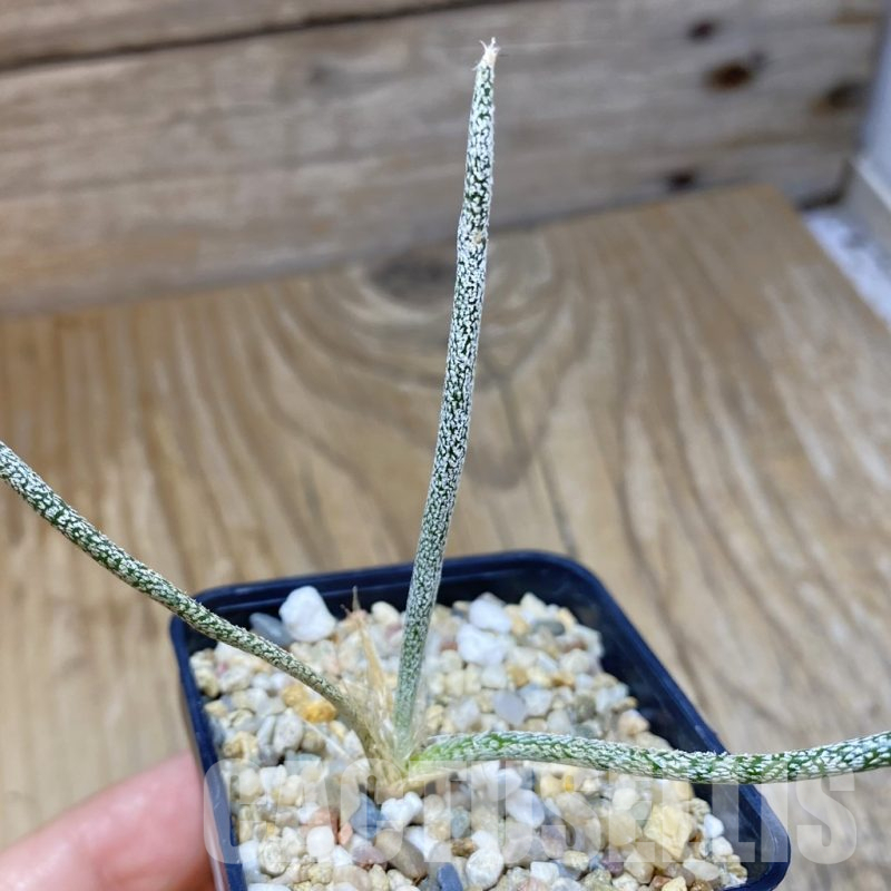SH12222 Astrophytum caput-medusae, seedling