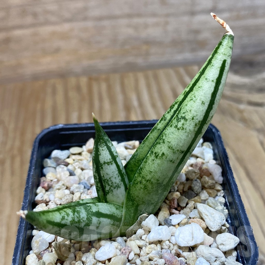 SH12224 Sansevieria 'Fatman'