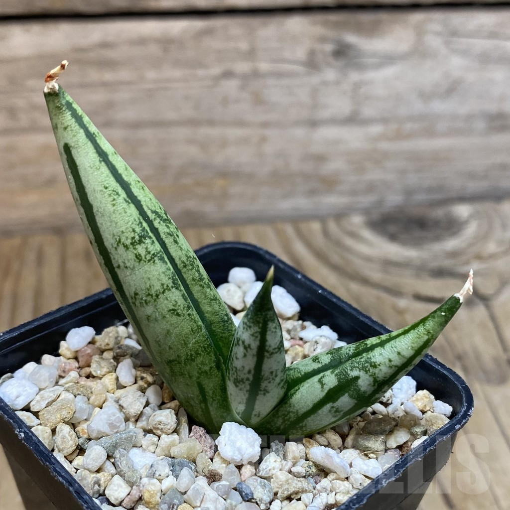 SH12224 Sansevieria 'Fatman' - Image 2