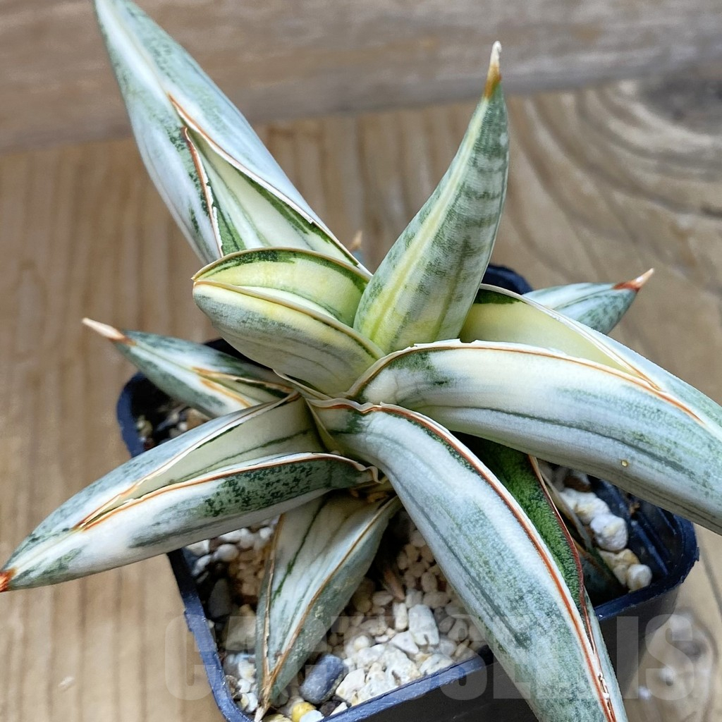 SH12225 Sansevieria Lav 1970 f. variegata