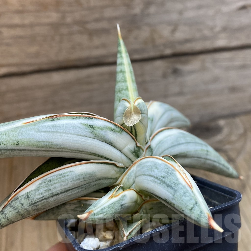 SH12225 Sansevieria Lav 1970 f. variegata - Imagen 2