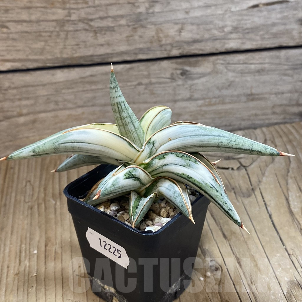 SH12225 Sansevieria Lav 1970 f. variegata - Imagen 3
