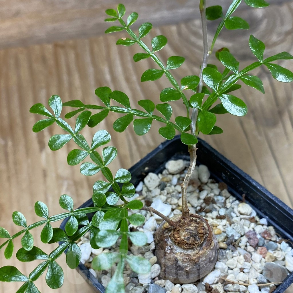 SH12231 Operculicarya decaryi