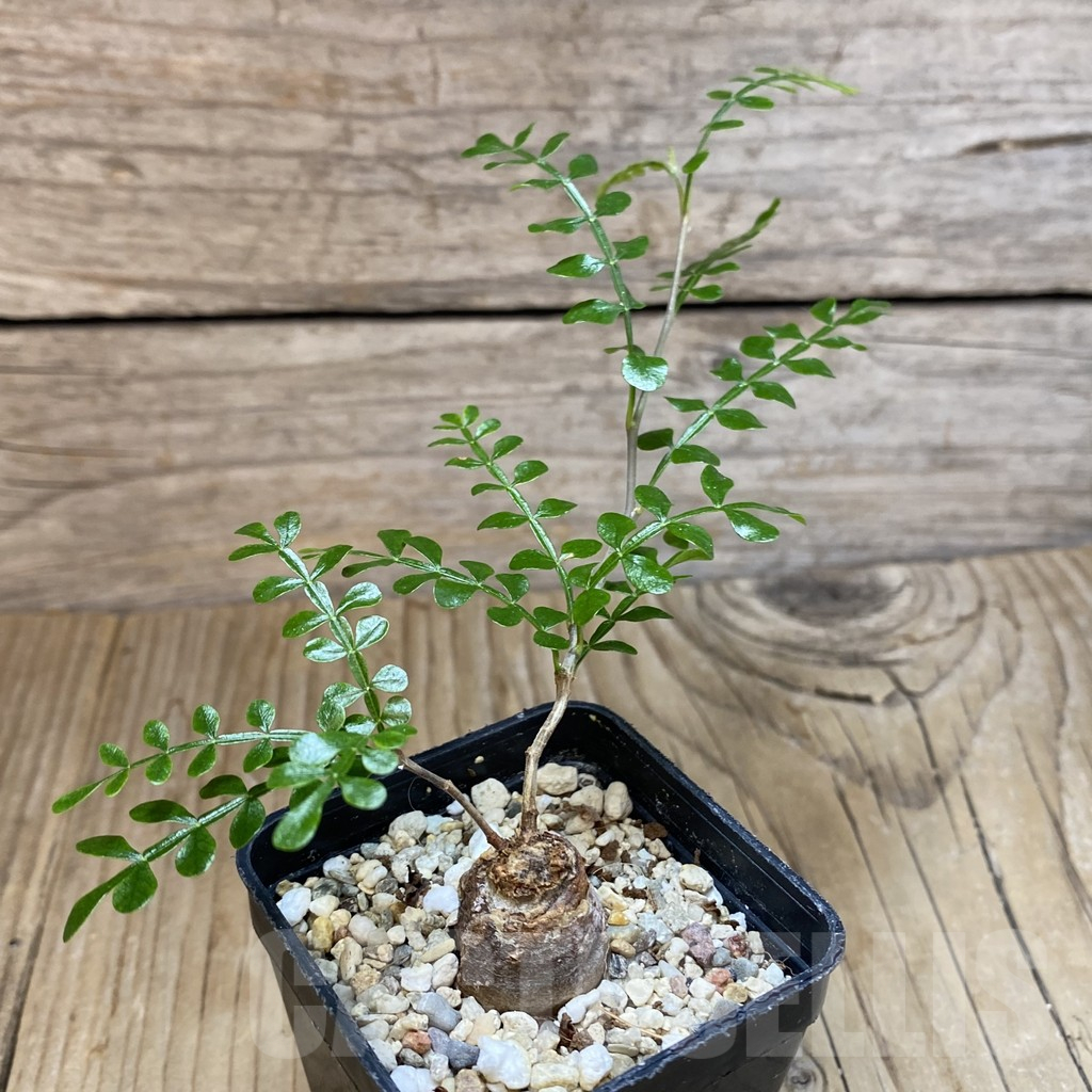 SH12231 Operculicarya decaryi - Imagen 2