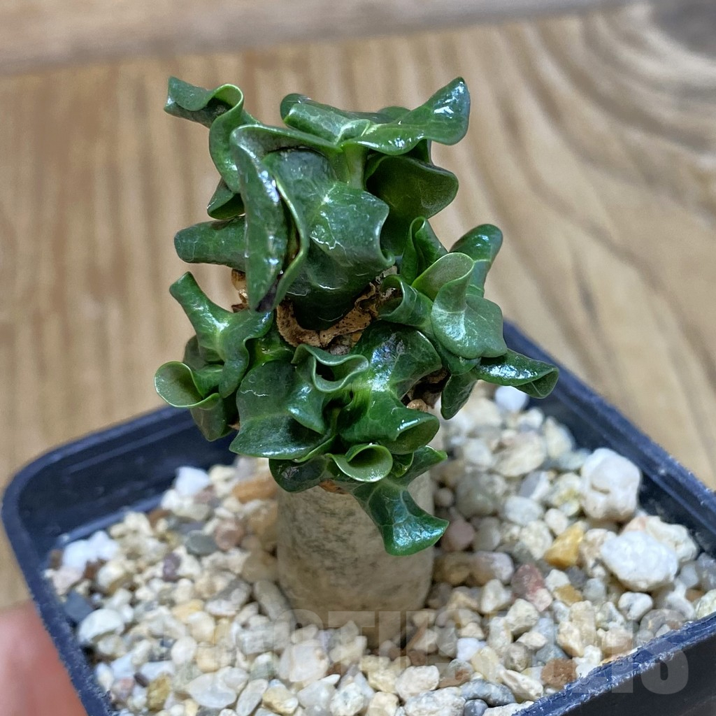 SH12232 Adenium mini