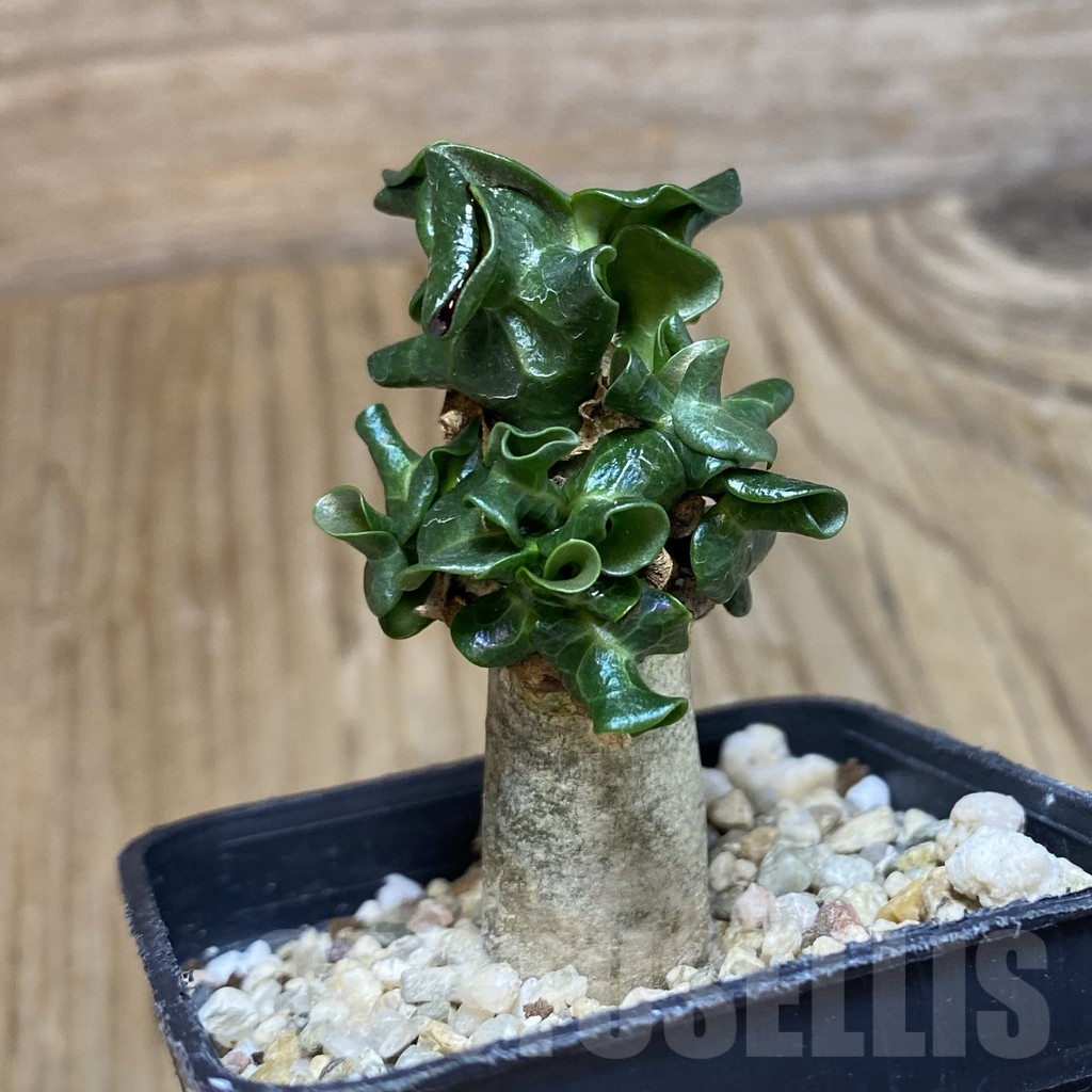 SH12232 Adenium mini - Image 2