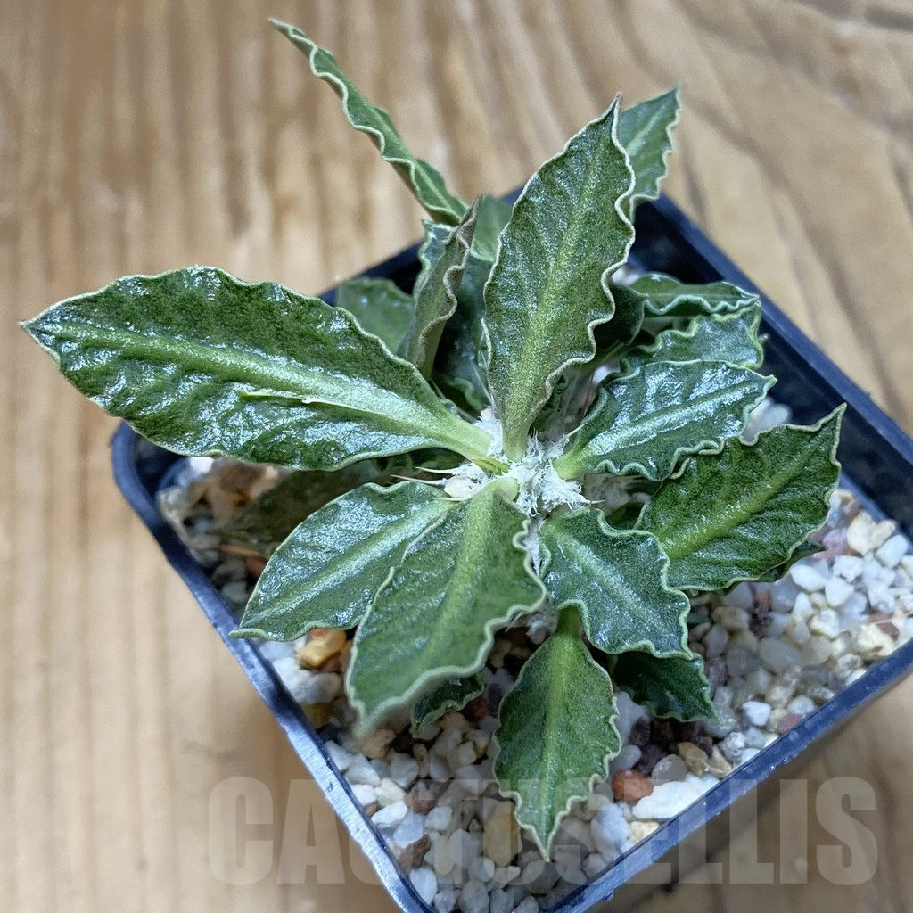 SH12233 Euphorbia tulearensis