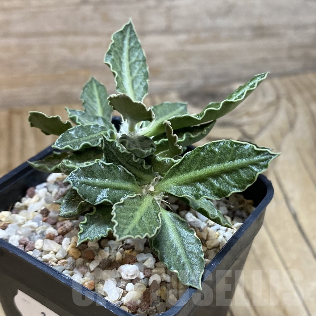 SH12233 Euphorbia tulearensis - immagine 2