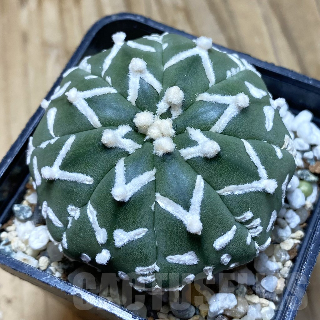 SH12371 Astrophytum asterias 'Super Kabuto' V-type f. nudum