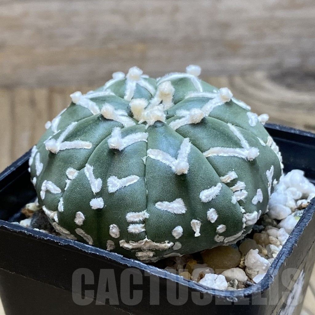 SH12371 Astrophytum asterias 'Super Kabuto' V-type f. nudum - immagine 2