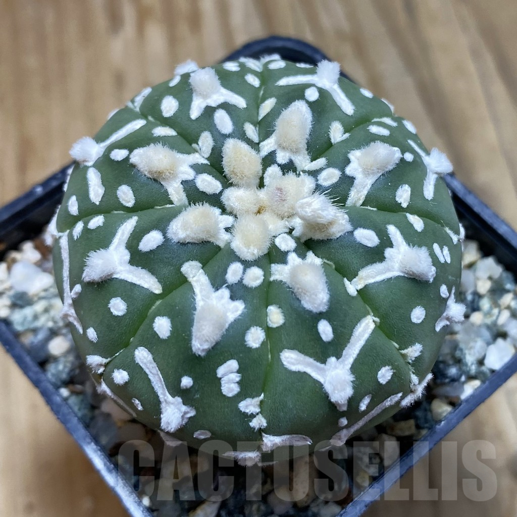 SH12372 Astrophytum asterias 'Super Kabuto' V-type f. nudum
