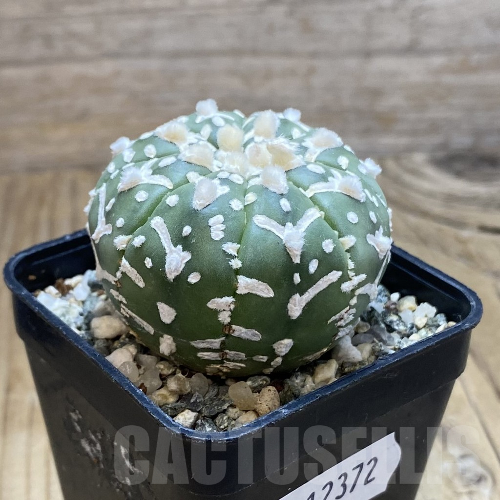 SH12372 Astrophytum asterias 'Super Kabuto' V-type f. nudum - immagine 2