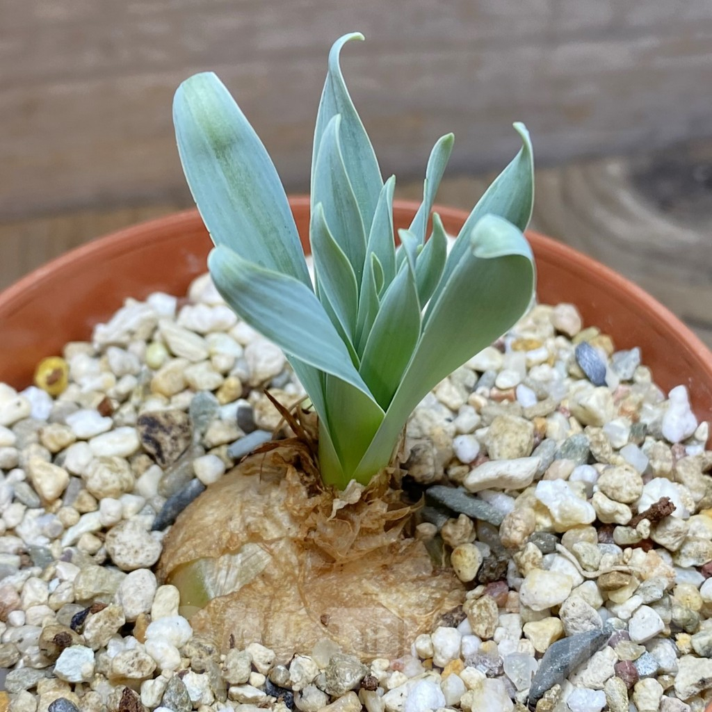 SH12341 Albuca concordiana