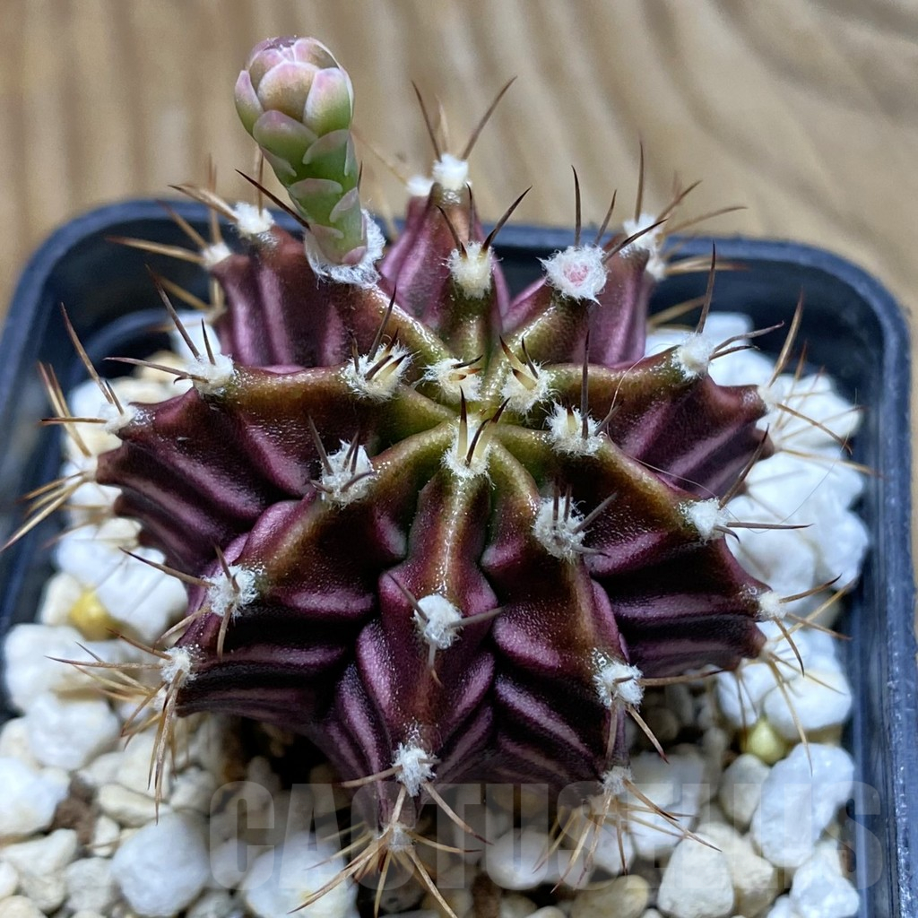 SH12375 Gymnocalycium mihanovichii ‘Hibotan’, seedling