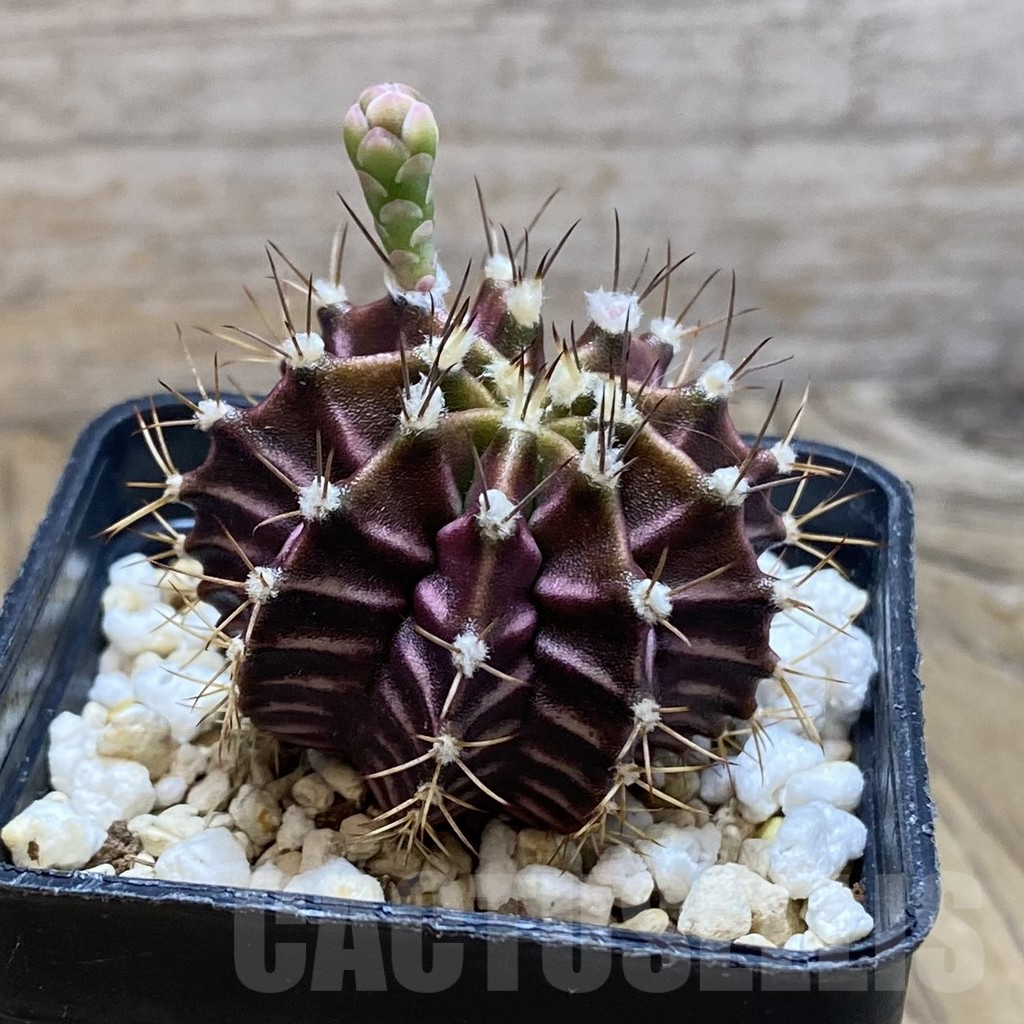 SH12375 Gymnocalycium mihanovichii ‘Hibotan’, seedling - immagine 2