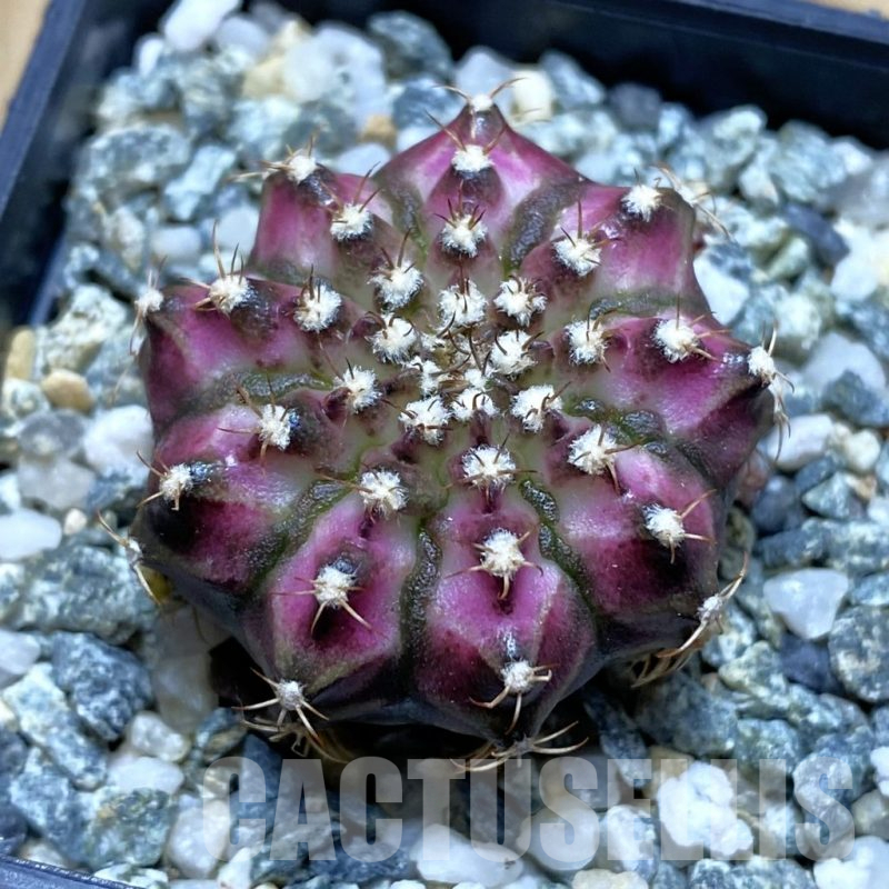 SH12376 Gymnocalycium mihanovichii 'T-Lux', seedling