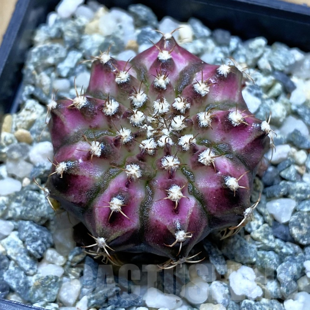SH12376 Gymnocalycium mihanovichii 'T-Lux', seedling