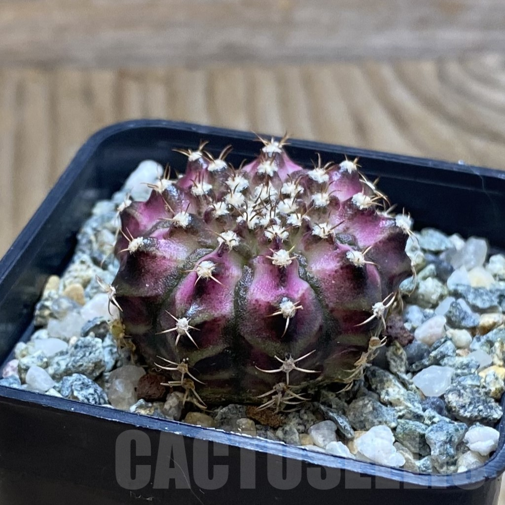 SH12376 Gymnocalycium mihanovichii 'T-Lux', seedling - immagine 2