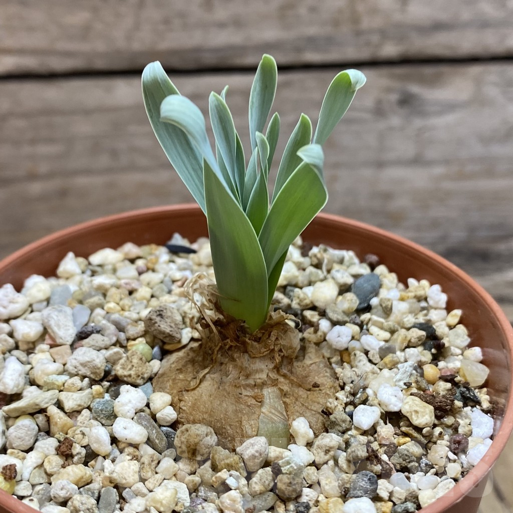 SH12341 Albuca concordiana - Image 2