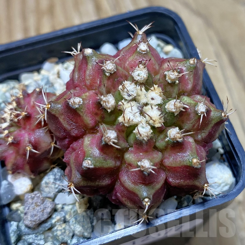 SH12377 Gymnocalycium mihanovichii 'T-Rex', seedling