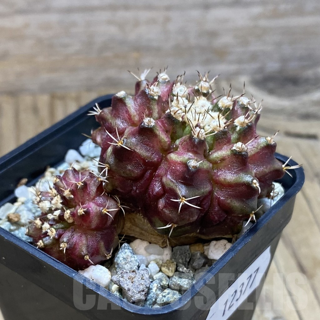 SH12377 Gymnocalycium mihanovichii 'T-Rex', seedling - immagine 2
