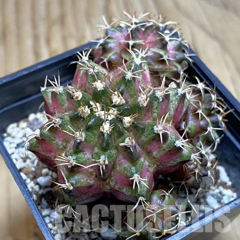SH12378 Gymnocalycium mihanovichii 'T-Rex', seedling