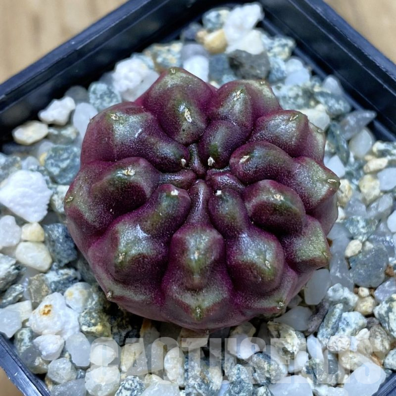 SH12379 Gymnocalycium mihanovichii ‘Day Dream’, seedling
