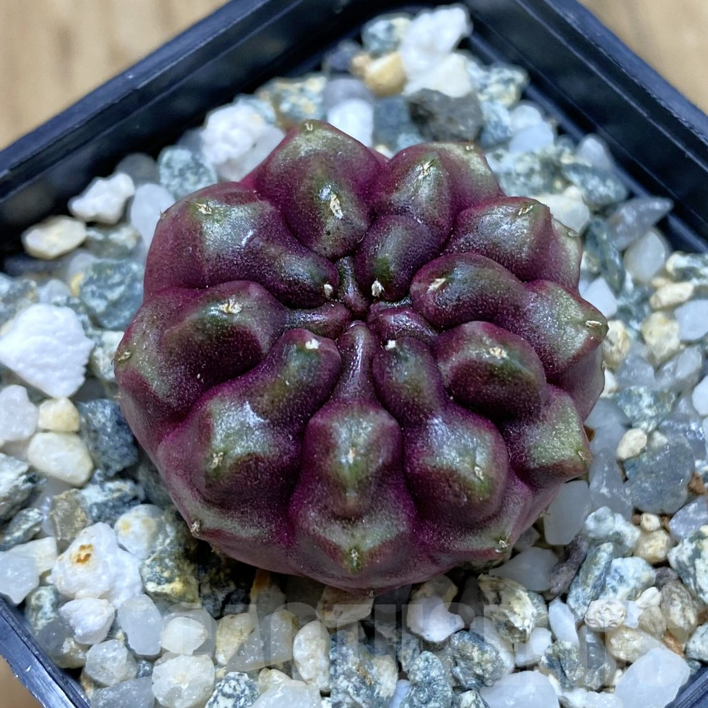 SH12379 Gymnocalycium mihanovichii ‘Day Dream’, seedling