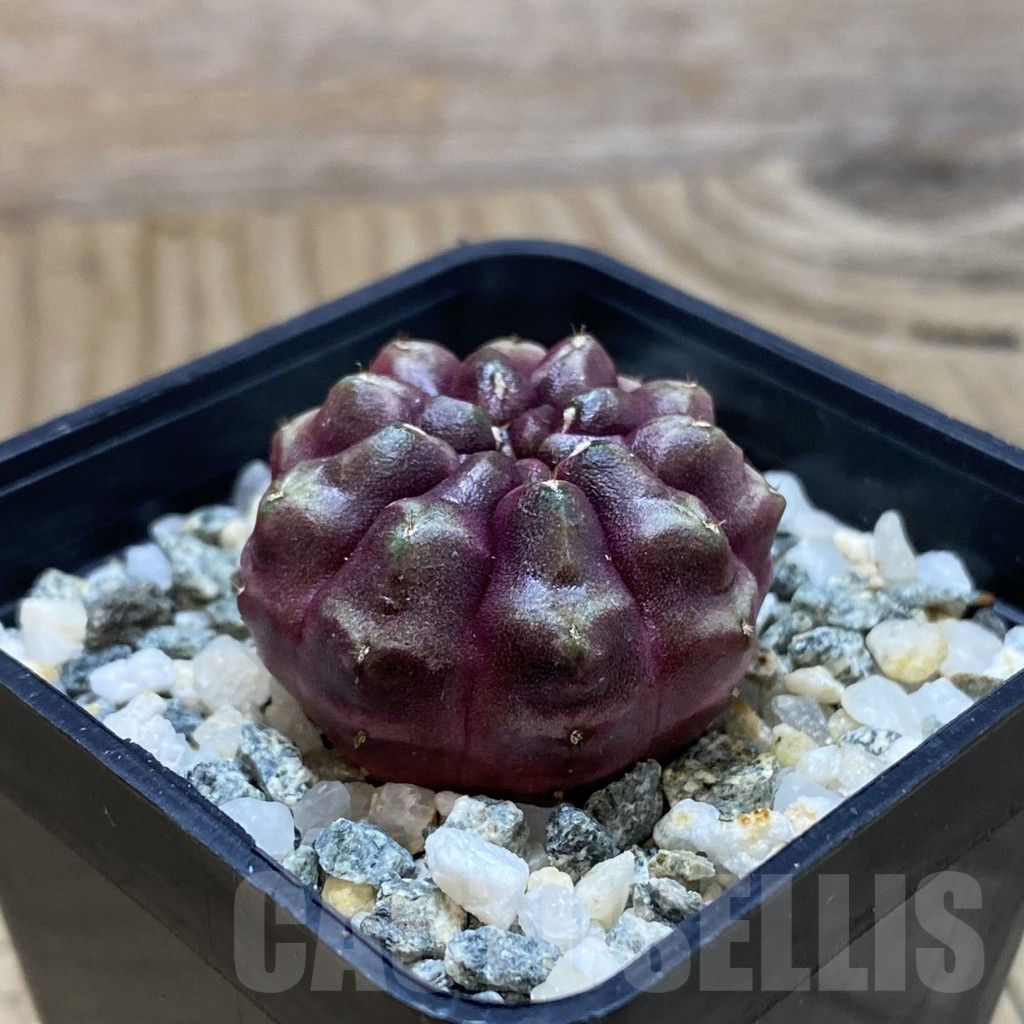SH12379 Gymnocalycium mihanovichii ‘Day Dream’, seedling - Image 2