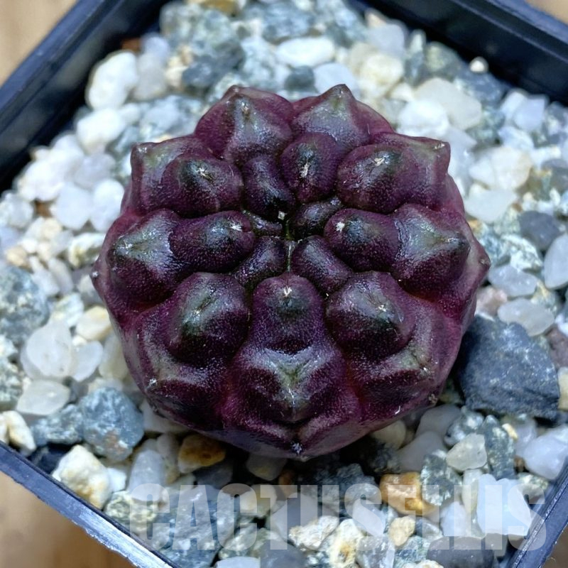 SH12380 Gymnocalycium mihanovichii ‘Day Dream’, seedling