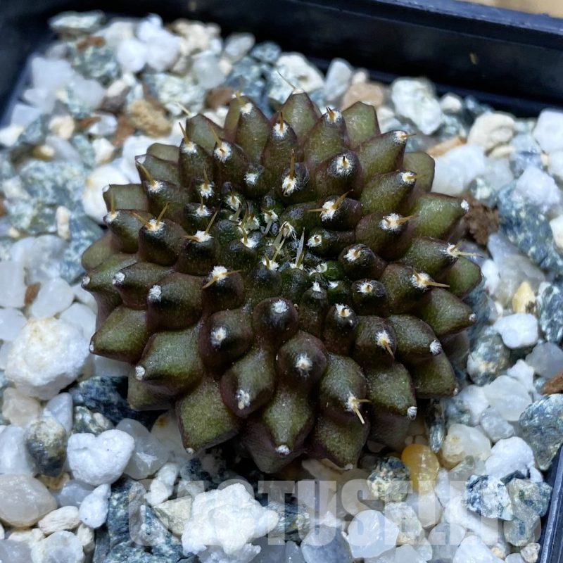 SH12382 Gymnocalycium mihanovichii ‘inermis’ f. cristata
