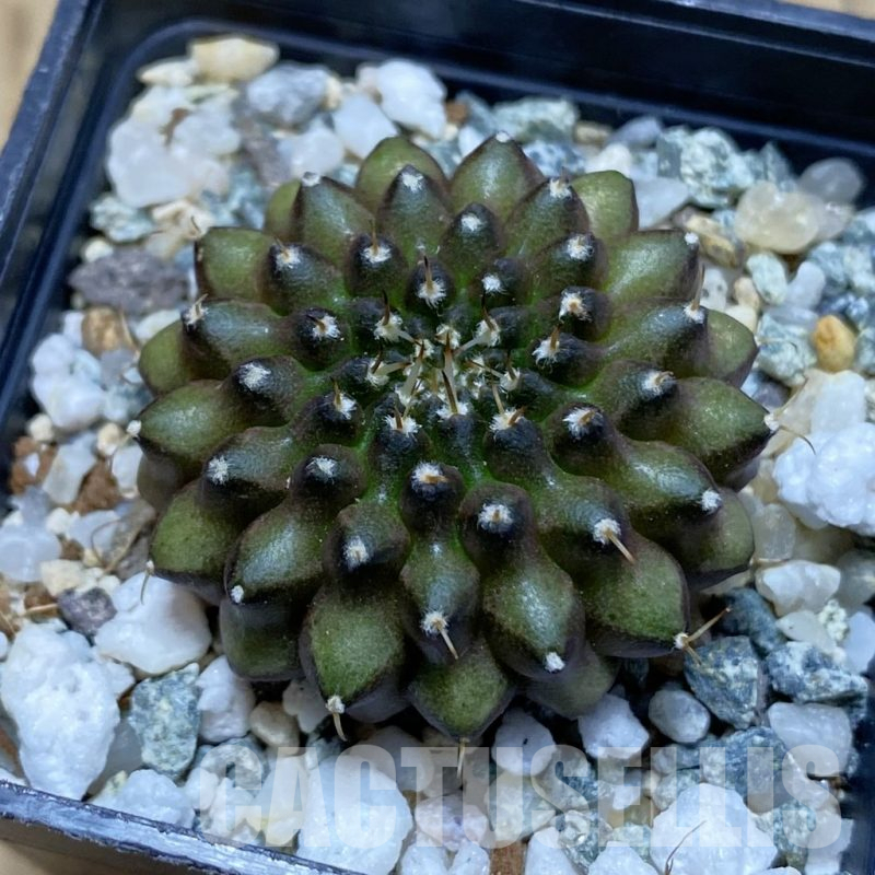 SH12383 Gymnocalycium mihanovichii ‘inermis’
