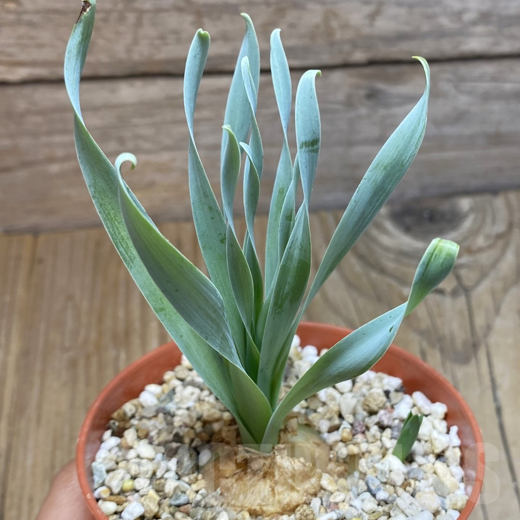 SH12342 Albuca concordiana