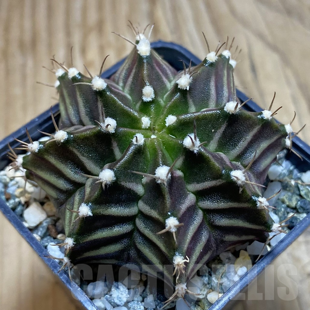 SH12384 Gymnocalycium mihanovichii ‘Black Widow’, seedling