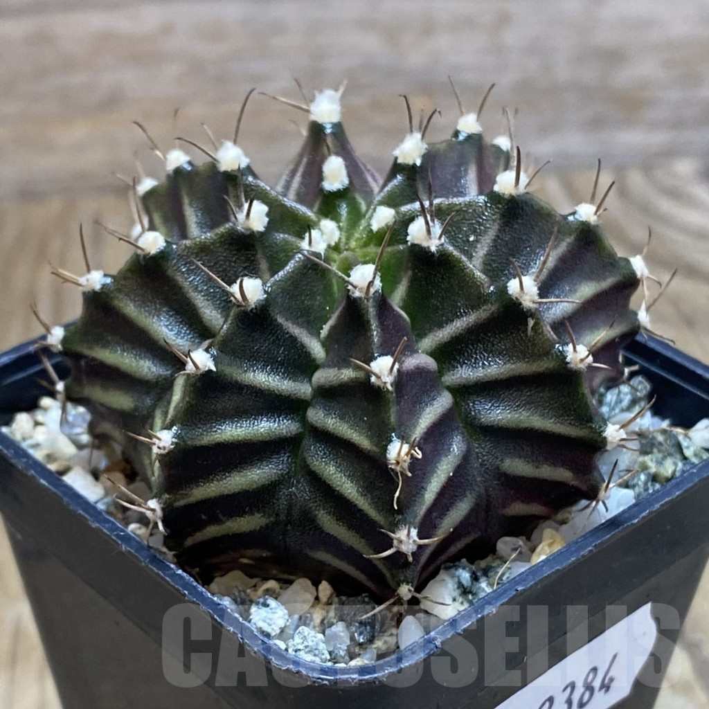 SH12384 Gymnocalycium mihanovichii ‘Black Widow’, seedling - Image 2