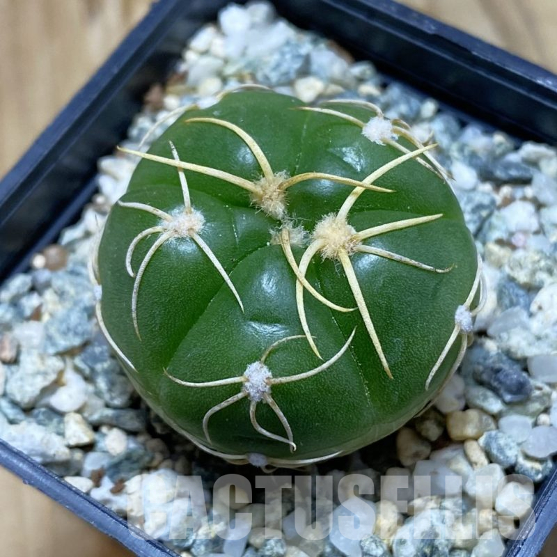 SH12386 Gymnocalycium denudatum ‘Kaiomaru’, seedling -Japan-