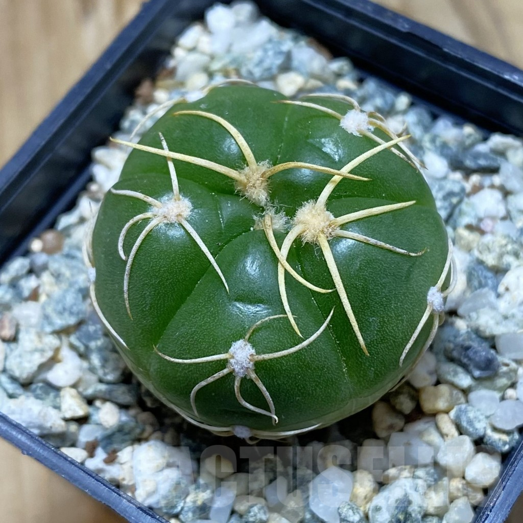 SH12386 Gymnocalycium denudatum ‘Kaiomaru’, seedling -Japan-