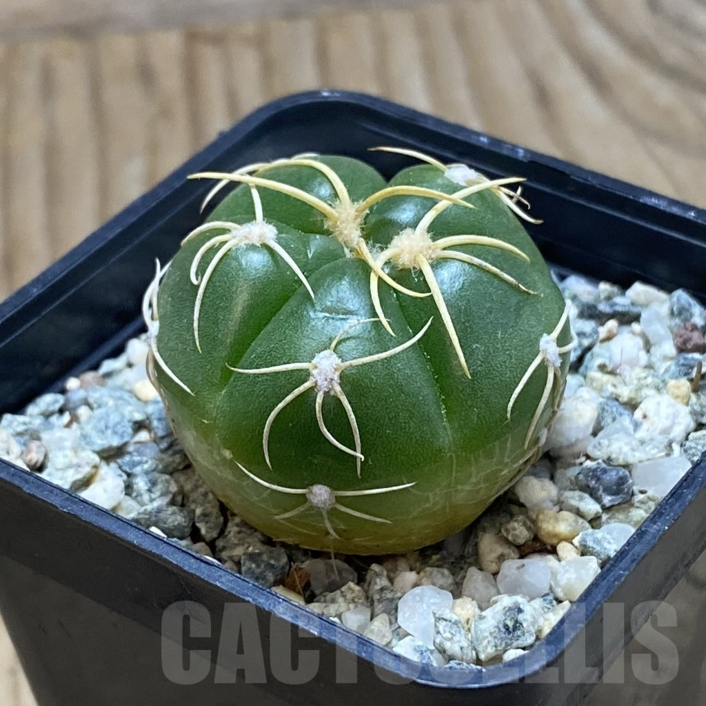 SH12386 Gymnocalycium denudatum ‘Kaiomaru’, seedling -Japan- - Image 2