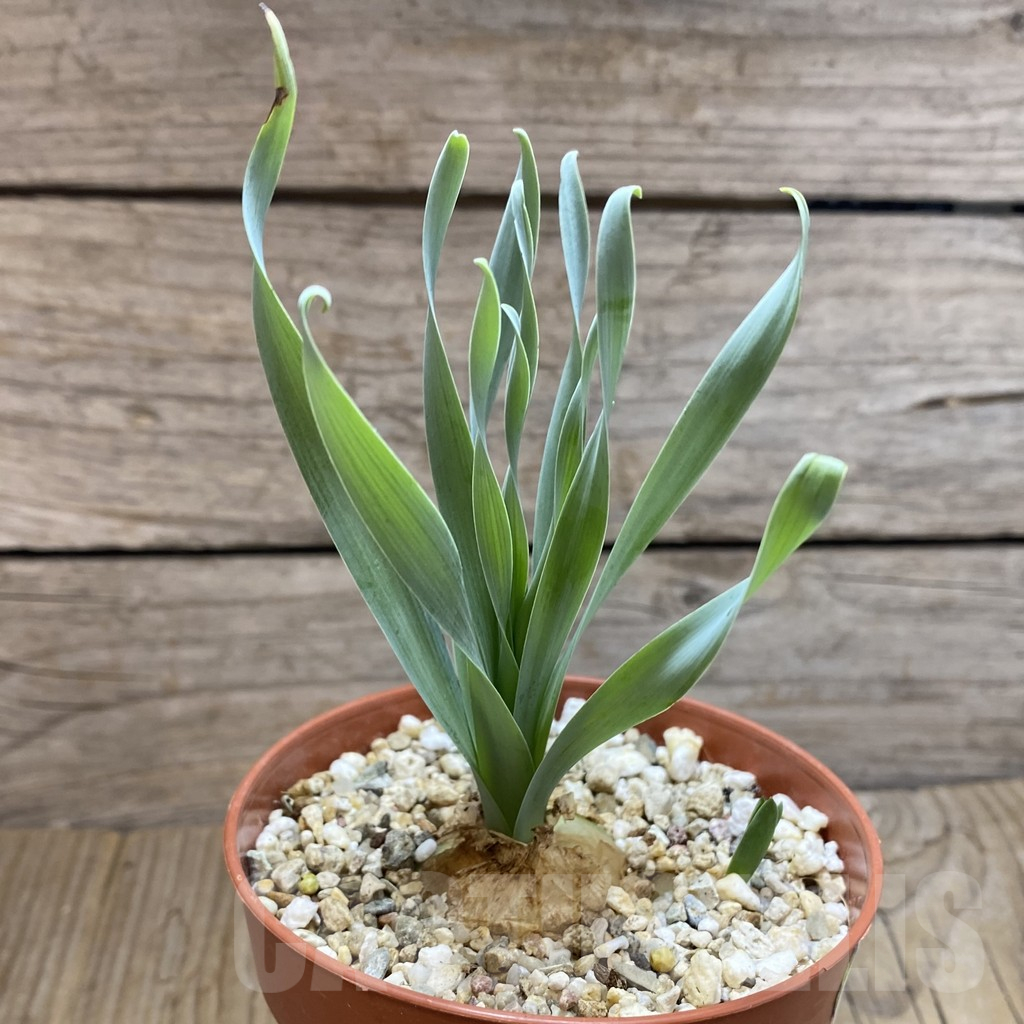 SH12342 Albuca concordiana - Image 2