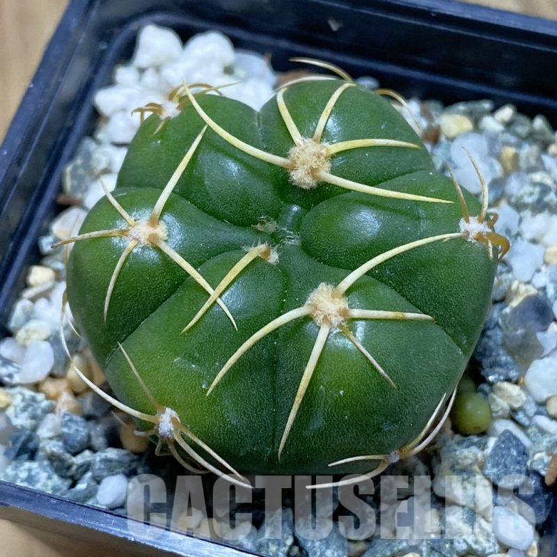 SH12387 Gymnocalycium denudatum ‘Kaiomaru’, seedling -Japan-