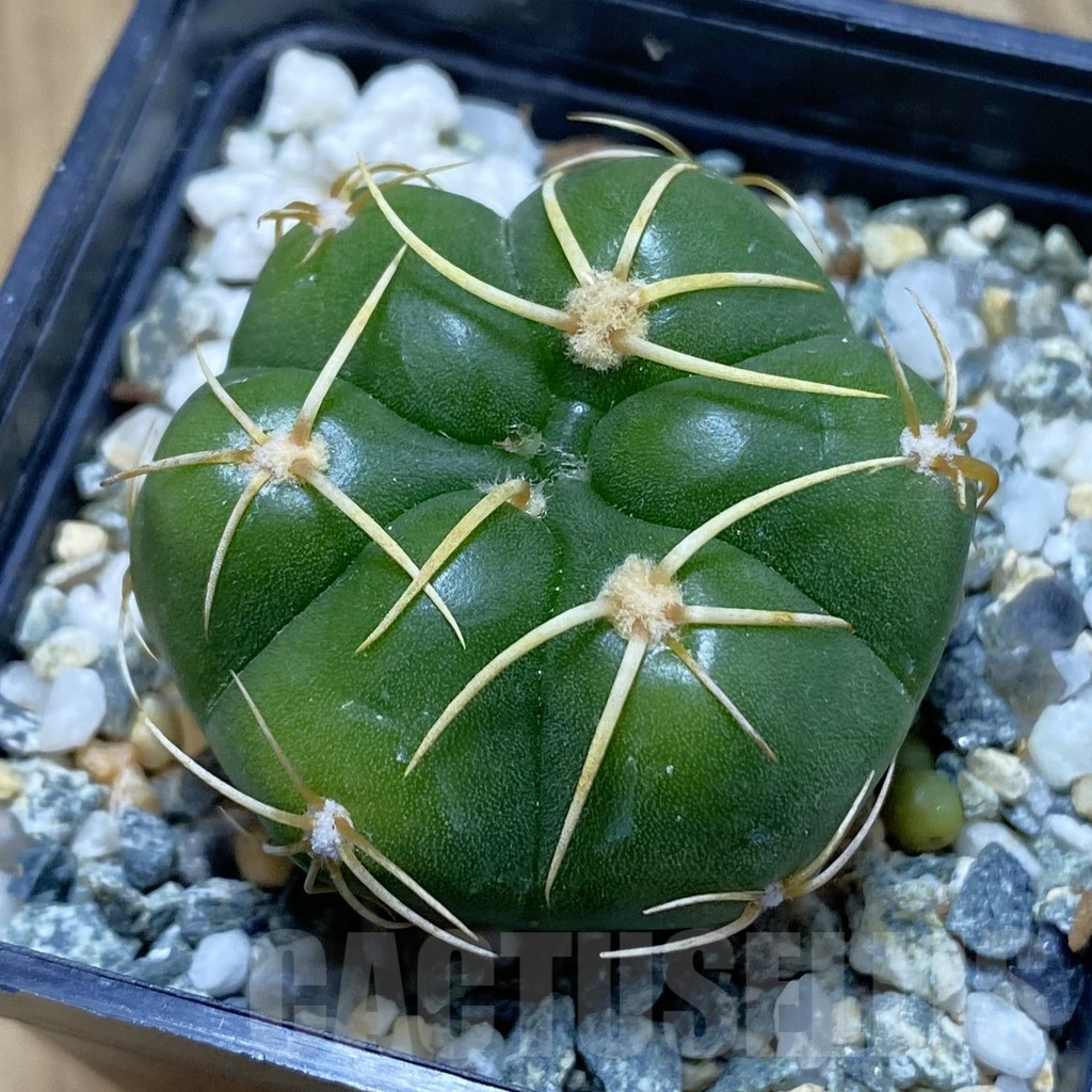 SH12387 Gymnocalycium denudatum ‘Kaiomaru’, seedling -Japan-
