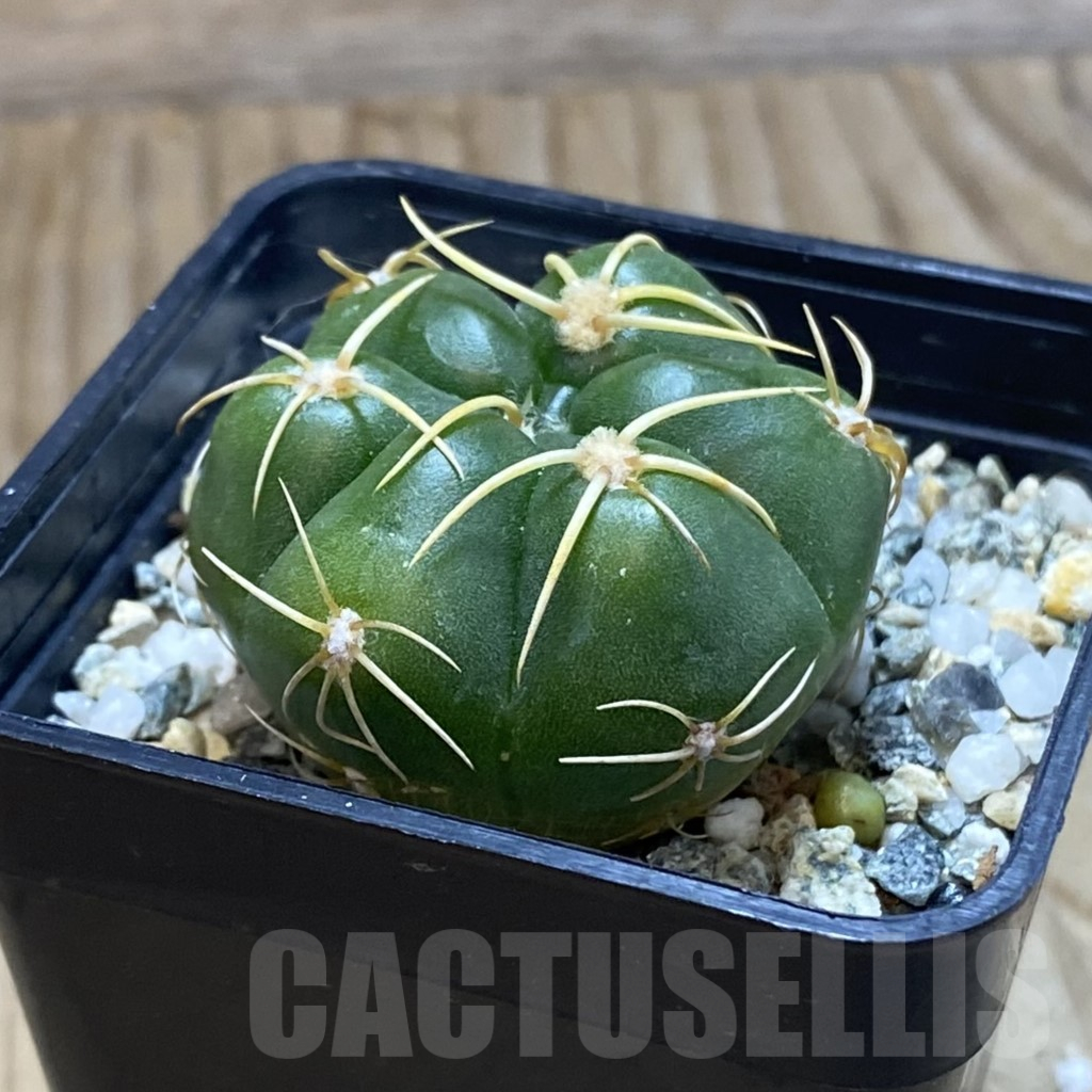 SH12387 Gymnocalycium denudatum ‘Kaiomaru’, seedling -Japan- - Image 2