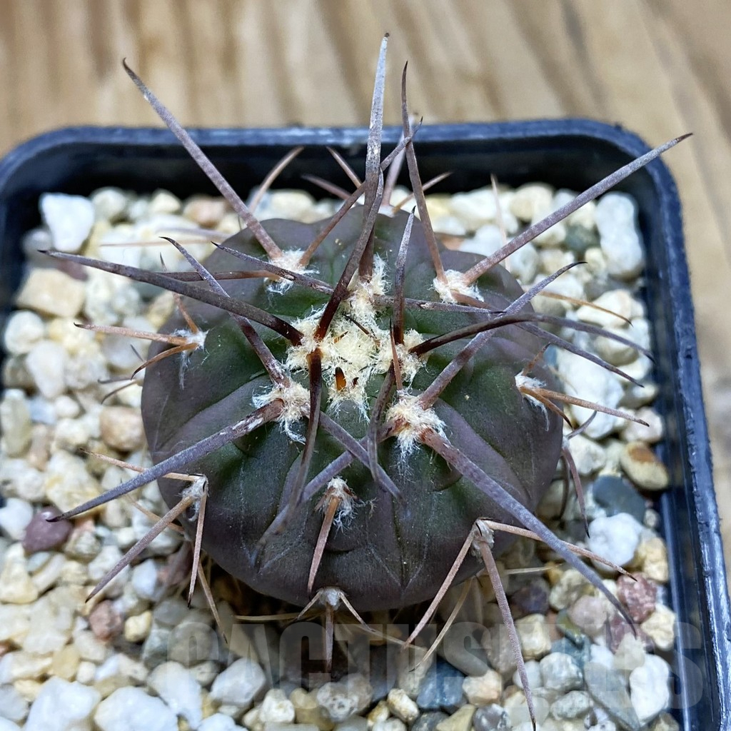 SH12389 Gymnocalycium spegazzinii v. horizonthalonium ex KK412.601