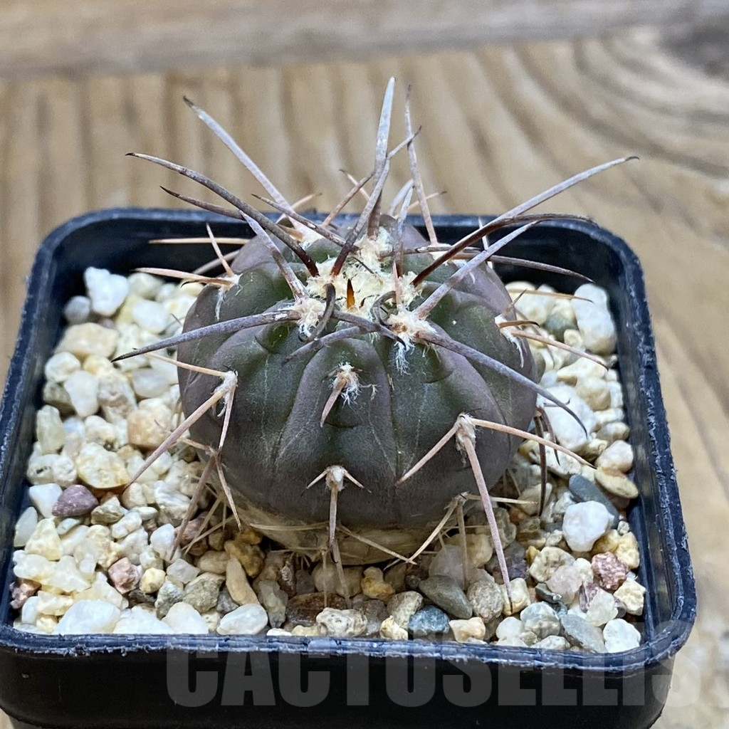 SH12389 Gymnocalycium spegazzinii v. horizonthalonium ex KK412.601 - Image 2