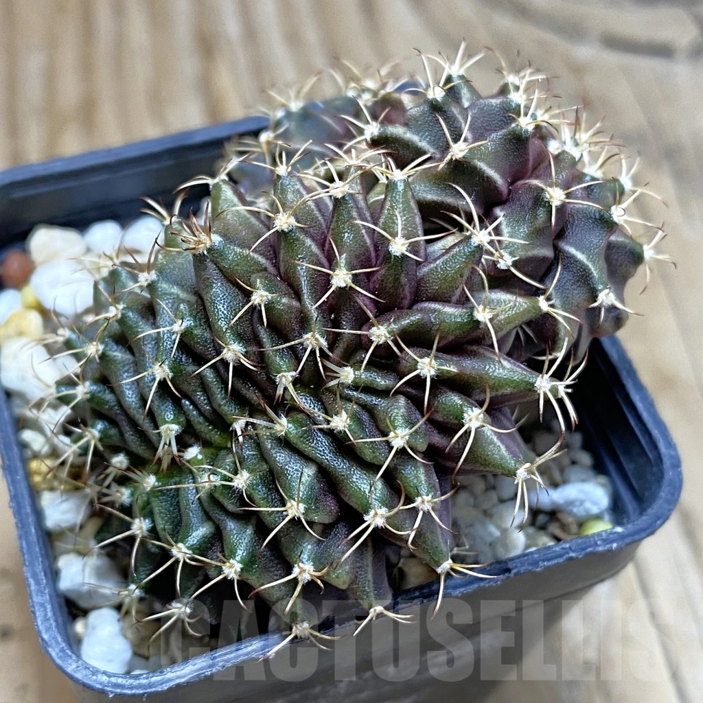 SH12390 Gymnocalycium mihanovichii f. cristata - Image 2