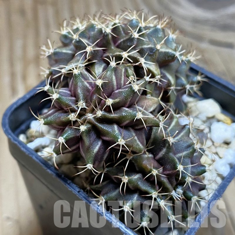 SH12390 Gymnocalycium mihanovichii f. cristata