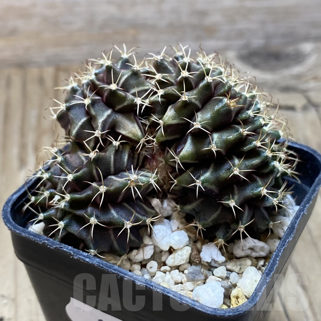 SH12390 Gymnocalycium mihanovichii f. cristata - Image 3